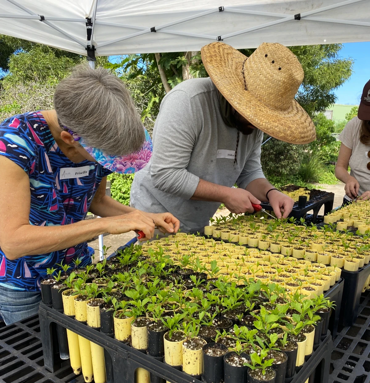 A man with a straw hat and a woman in a blue top are bending over a long table outdoors under a canopy, concentrating on their work. The table is filled with flats of yellow planting tubes filled with baby green plants. Each person holds a tiny shears, carefully thinning the delicate sprouts.