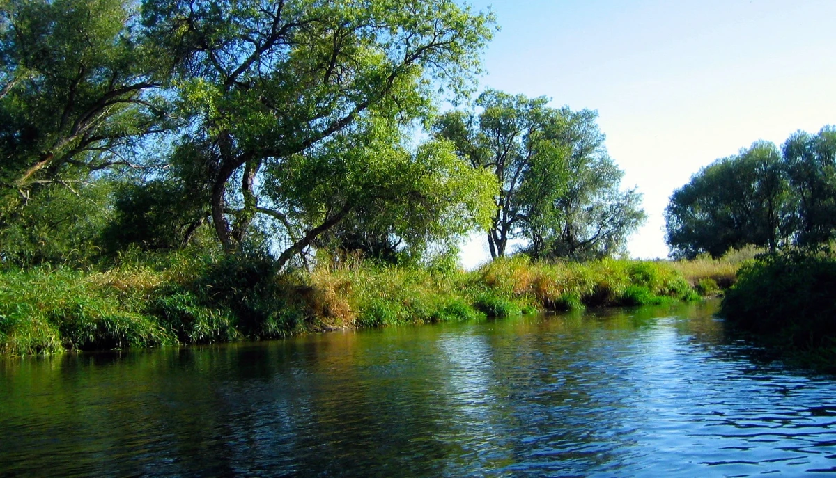 Rippling water flowing forward under big leafy trees and big blue sky