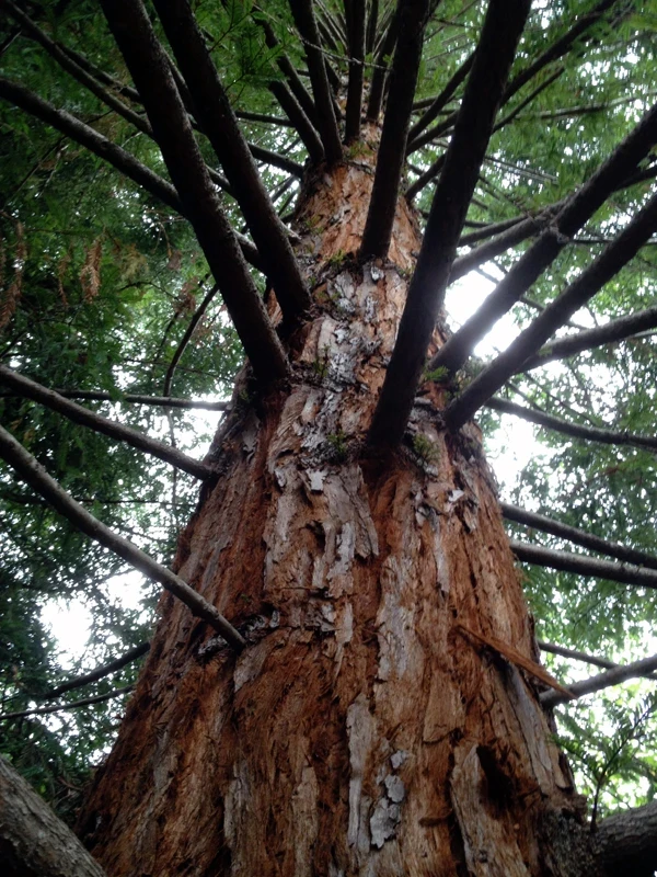 Tall redwood looking up from below