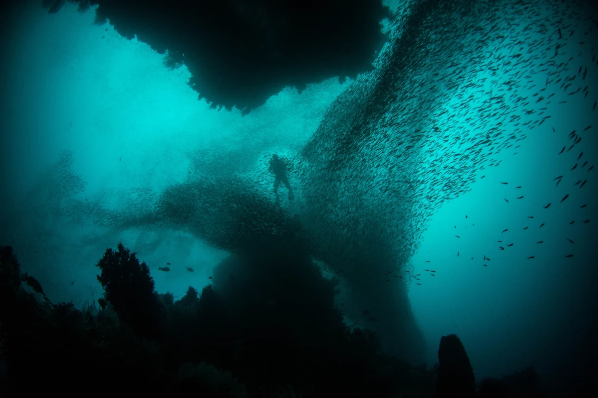 A small diver barely visible far away through an enormous school of small fish like black clouds in a deep turquoise ocean