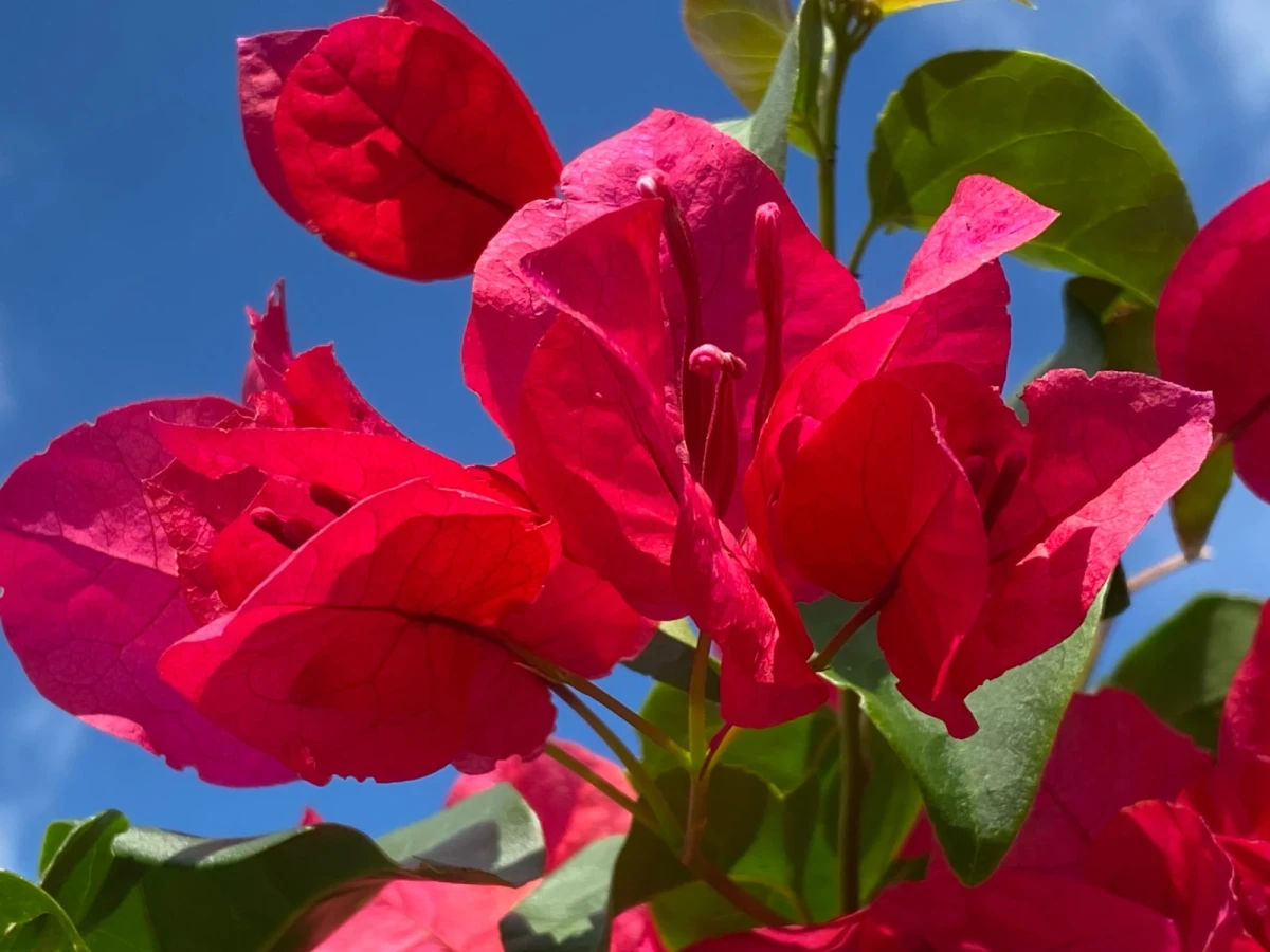 Close-up view of bougainvillea blossoms blazing fuchsia in the sun against a bright blue sky.