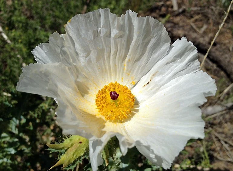 prickly poppy flower