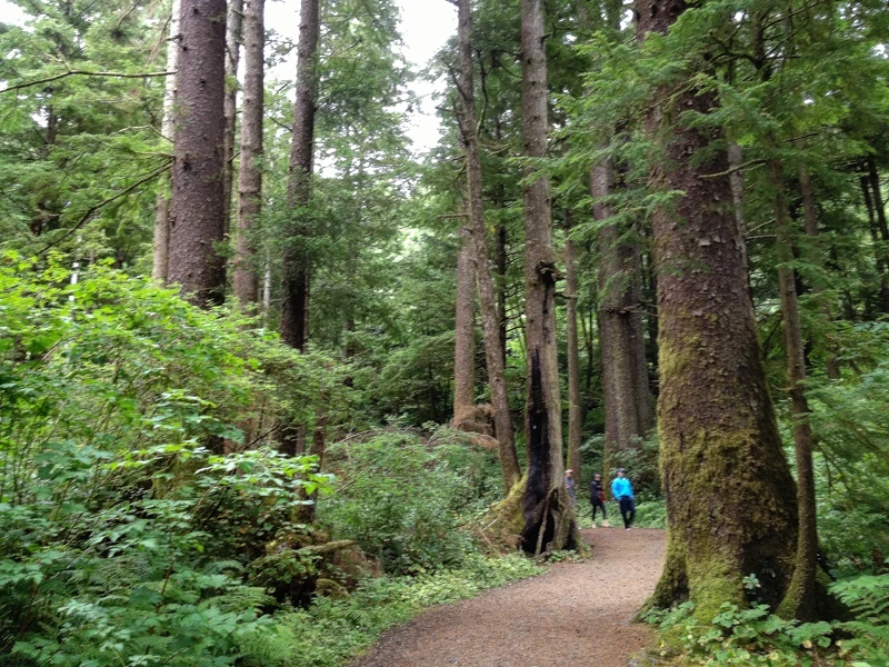 Trail with a few hikers among immense fir trees suggests awe is part of nature's healing power.