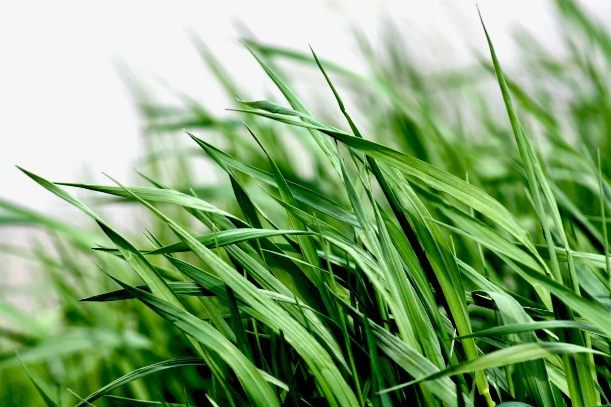 Close-up view of tightly knit blades of green grass bending to the wind.