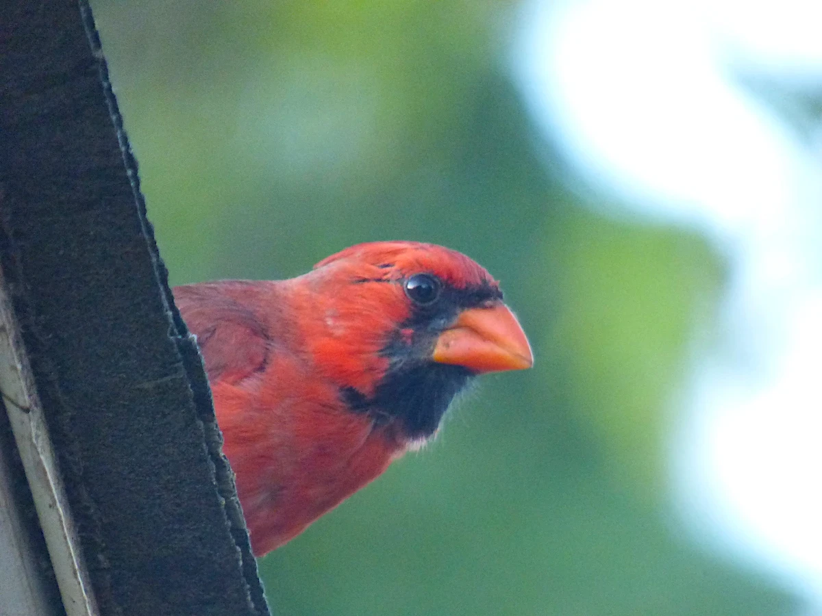 Close-up of the front half of a red northern cardinal peering down over the edge of a roof.