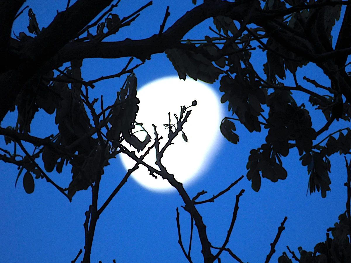 A still-nearly-full moon seen through a silhouette of leaves and branches, in a sky that glows bright dark blue.