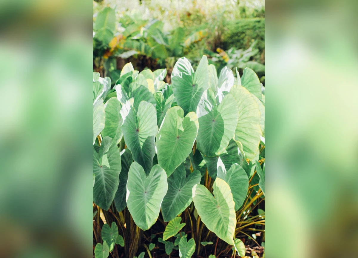 Deep green heart-shaped leaves in a field in sunlight