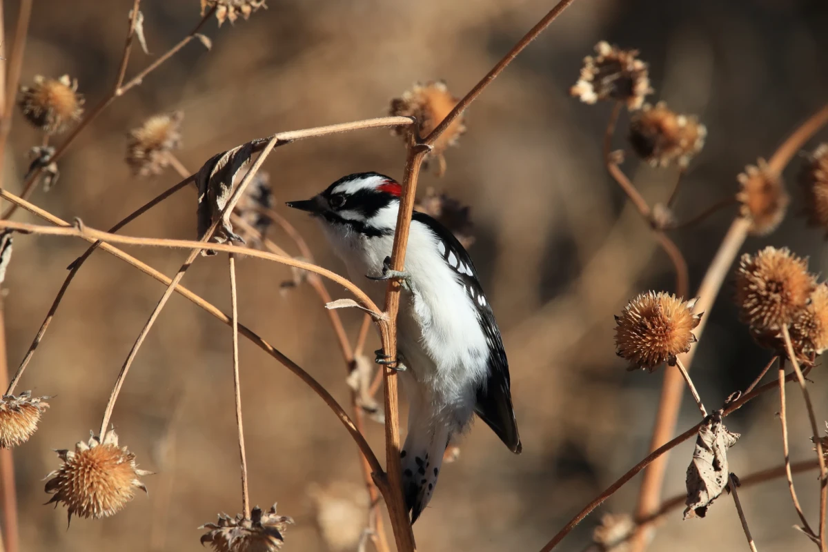 Downy woodpecker at the Bosque del Apache Wildlife Reserve in New Mexico, USA