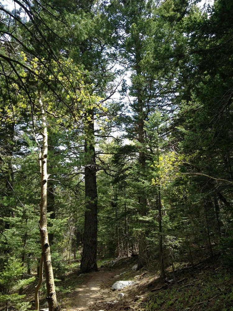 Dirt path shaded by tall spruse and fir trees
