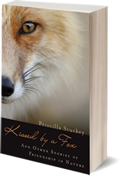 Standing-up image of the book Kissed by a Fox: And Other Stories of Friendship in Nature, by Priscilla Stuckey. A close-up ad striking portrait of one-half of a red fox's face.