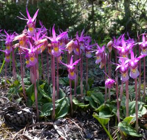 Calypso orchid community in Nederland, Colorado