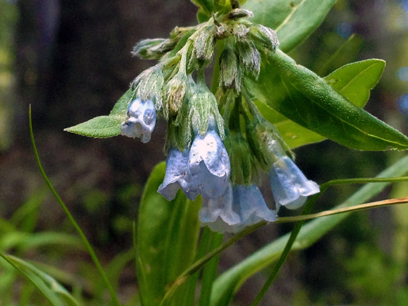 Light blue chiming bells, or bluebells, seen up close from ground level