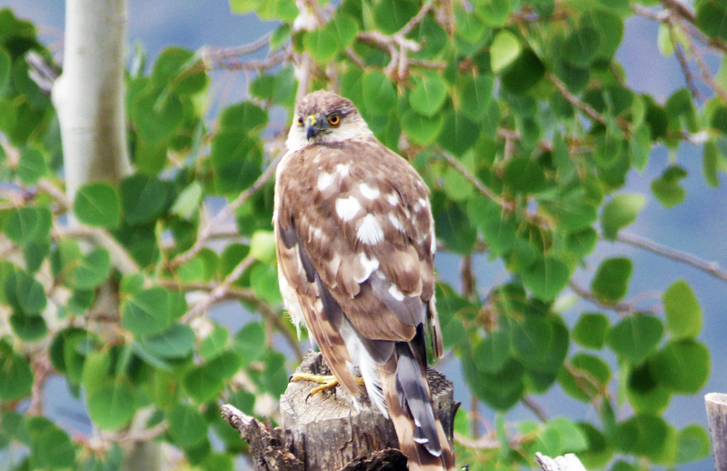 Cooper's hawk on fencepost, body facing away but head swiveled to look back at you with sharp yellow eyes. Against a backdrop of aspen leaves and sky.