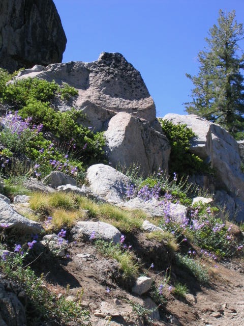 Steep embankment with white granite boulders and purple wildflowers under a blue sky