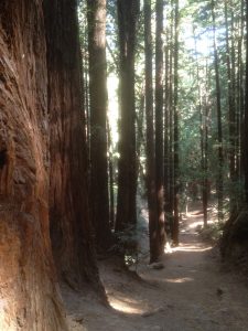 Hiking trail in Oakland, California, heavily shaded by tall redwoods