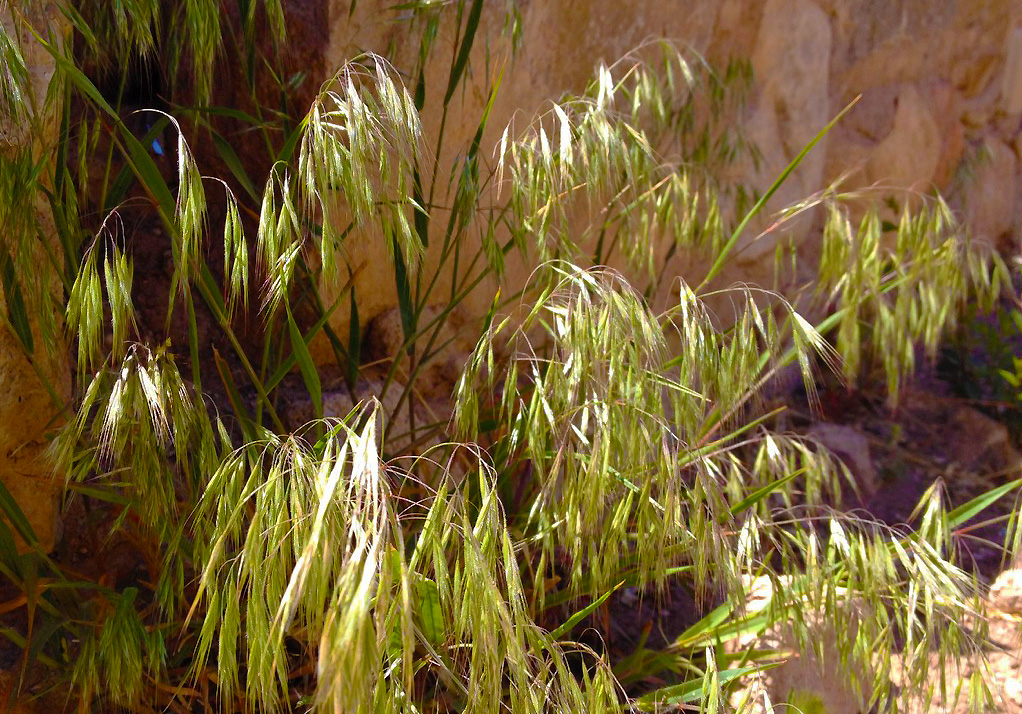 Clump of cheatgrass waving in the sunlight next to an adobe wall