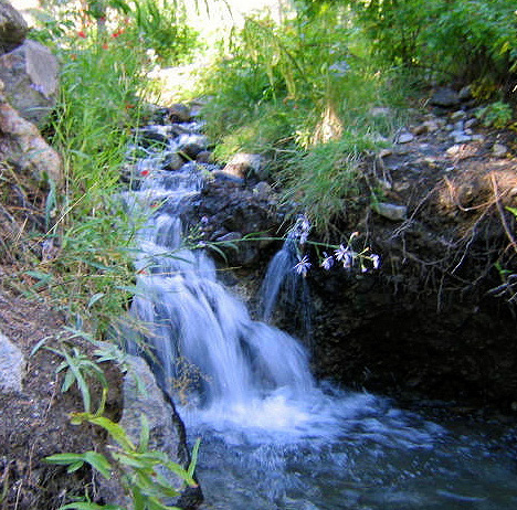 A shaded creek flows between rocky sides in New Mexico, a few wildflowers in red and white stretching over it