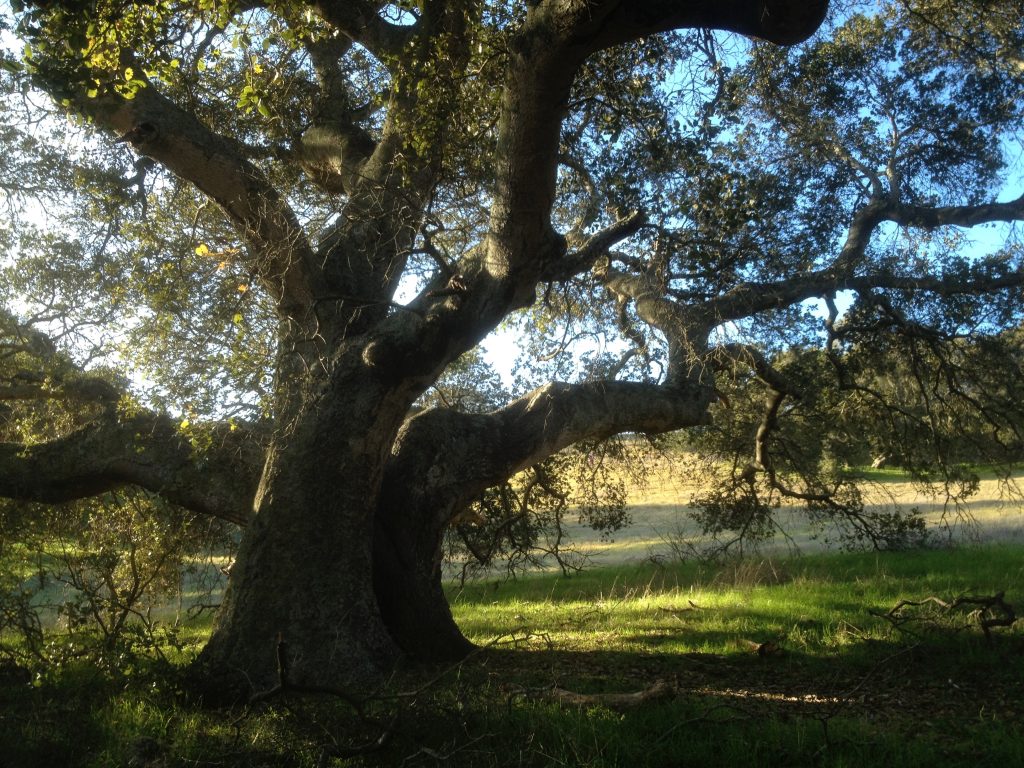 Large spreading live oak tree in the long shadows of late afternoon. 