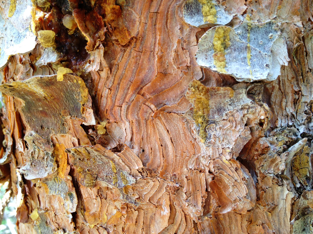 Close-up of ponderosa pine bark, its scales in shades of rust and silver making ripple patterns