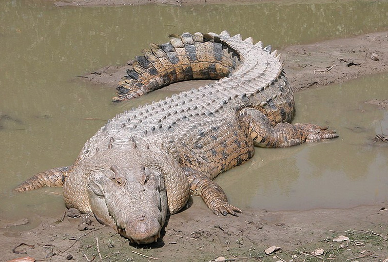 Tan crocodile faces you lounging in mud, its tail a checkerboard of black and white scales.