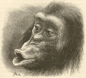 Chimpanzee illustration from Darwin's The Expression of the Emotions in Man and Animals (1872). From http://darwin-online.org.uk