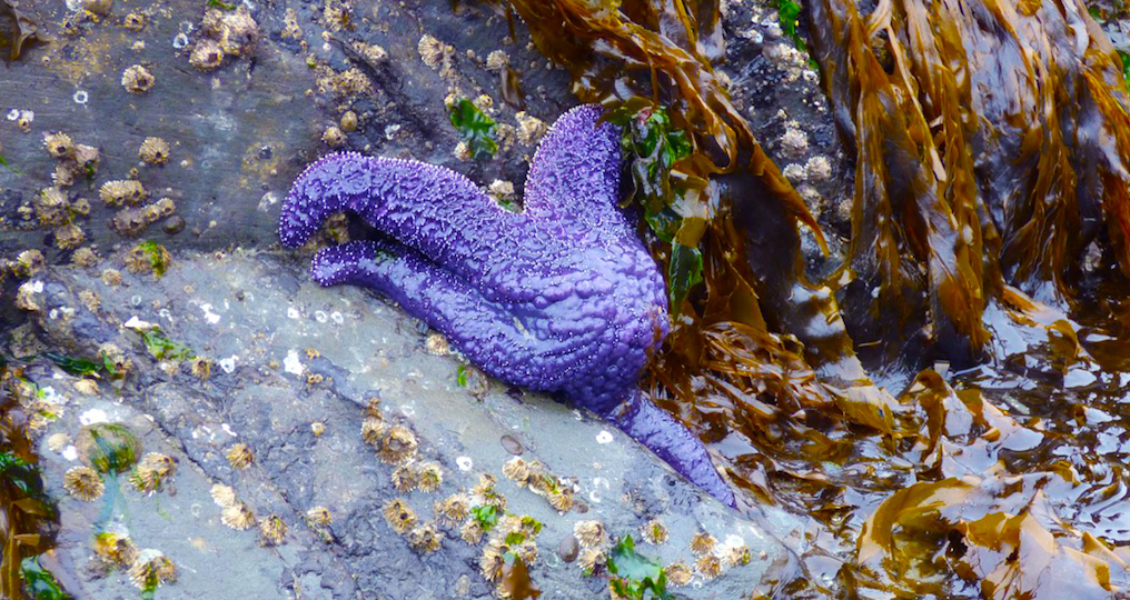 A purple (or ochre) sea star clings to the rock. Low tides of summer are a good time to look for them.