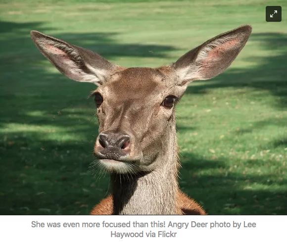 Face-on close-up of a disgruntled deer. She was more murderous than this! Angry Deer, by Lee Haywood via Flickr