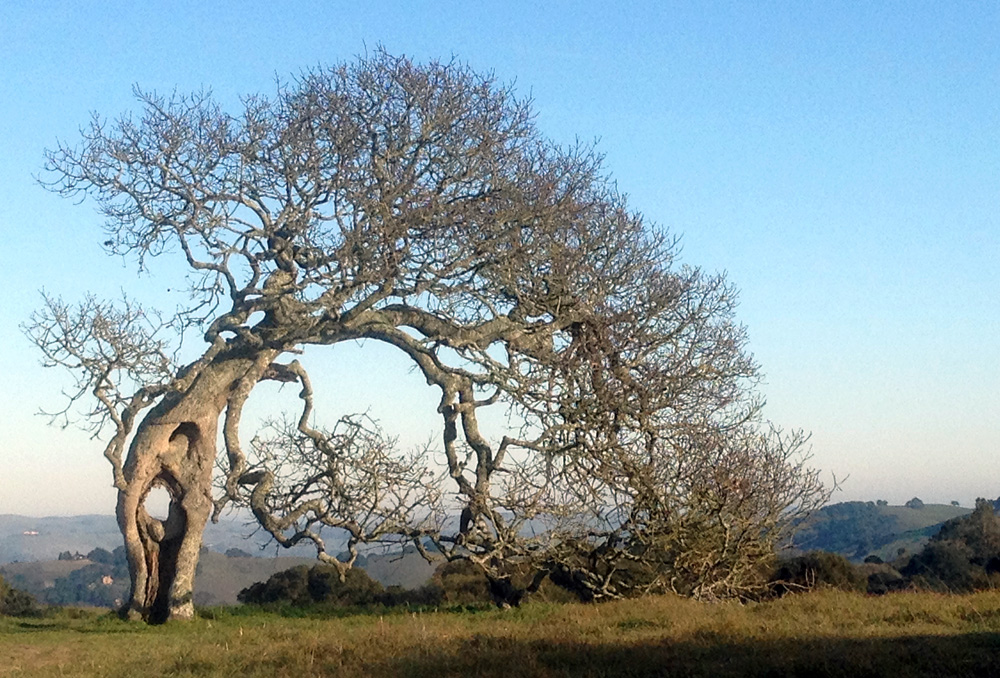 A huge skeleton oak on the edge of a hillside, framed against sky. Long shadows of late afternoon sun creep across the ground. The tree arcs gracefully in a full semicircle to the ground. Through a large hole in the trunk you can glimpse the sky beyond.
