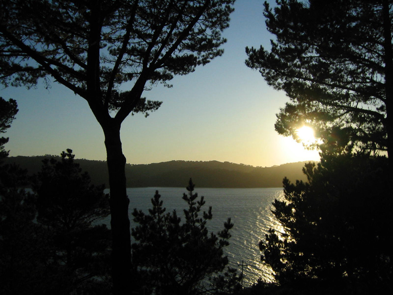 Conifer trees silhouetted against the setting sun next to a still, blue bay