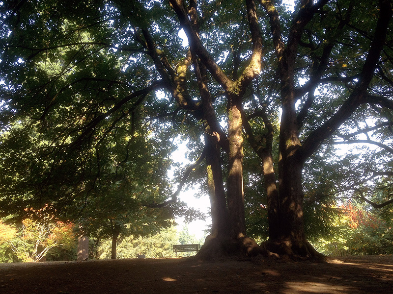 Looking up into the canopy of a huge spreading tree, with sunlight filtering through the heavy shade, and a park bench sitting at the base of the tree, looking very small