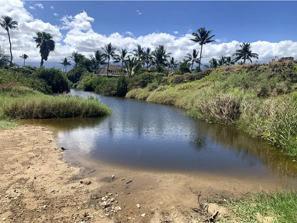 A sunny day with palm trees lining the horizon. In the foreground a clear stream of water, its banks lined with thick grasses and shrubs, the very picture of a tropical lagoon.