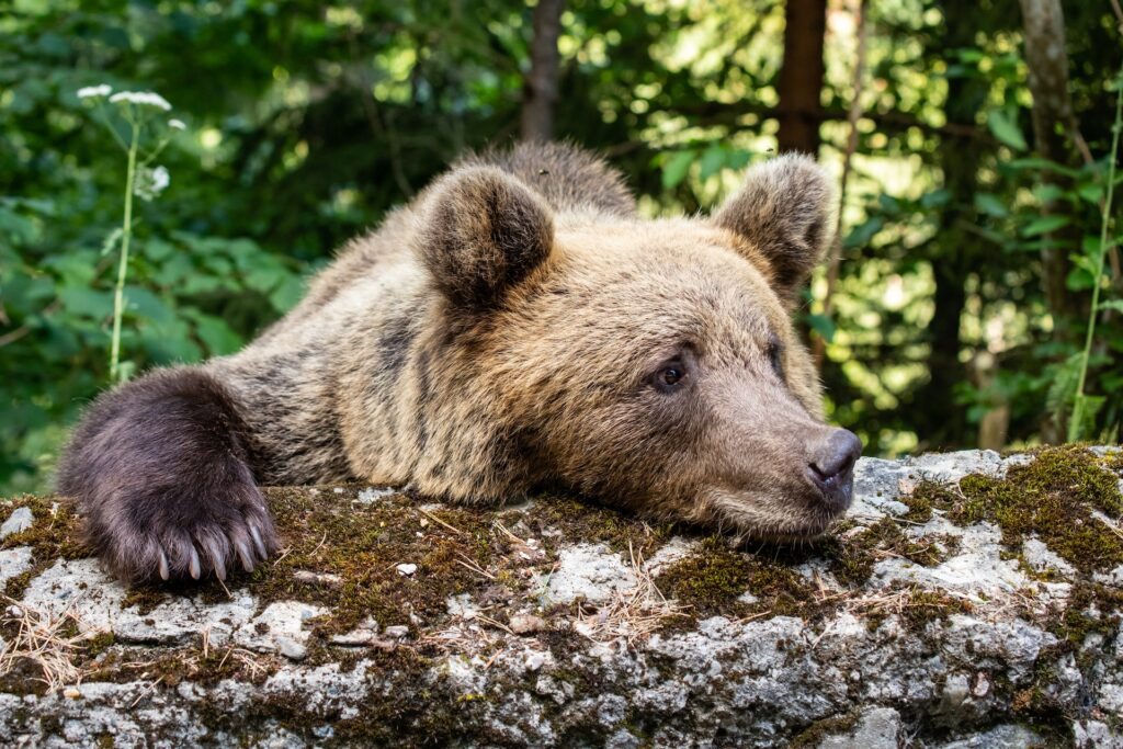 A bear resting chin and paw on a lichen-covered log in a forest, looking relaxed and easy