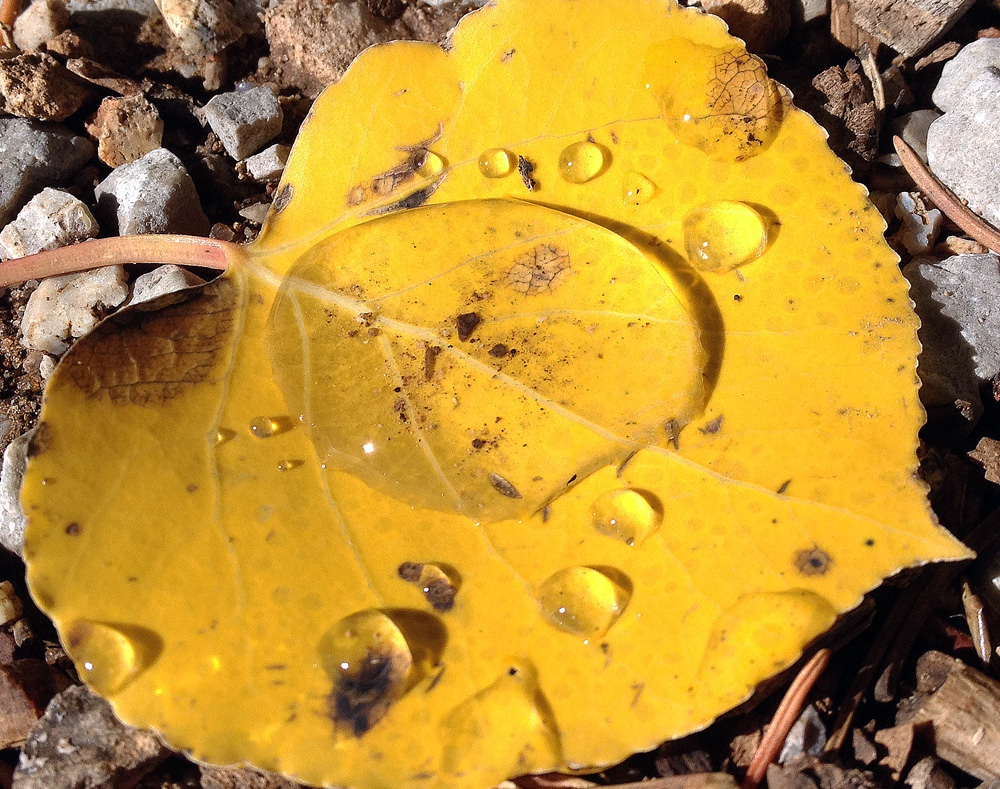 Golden aspen leaf on stony ground with drops of dew on it