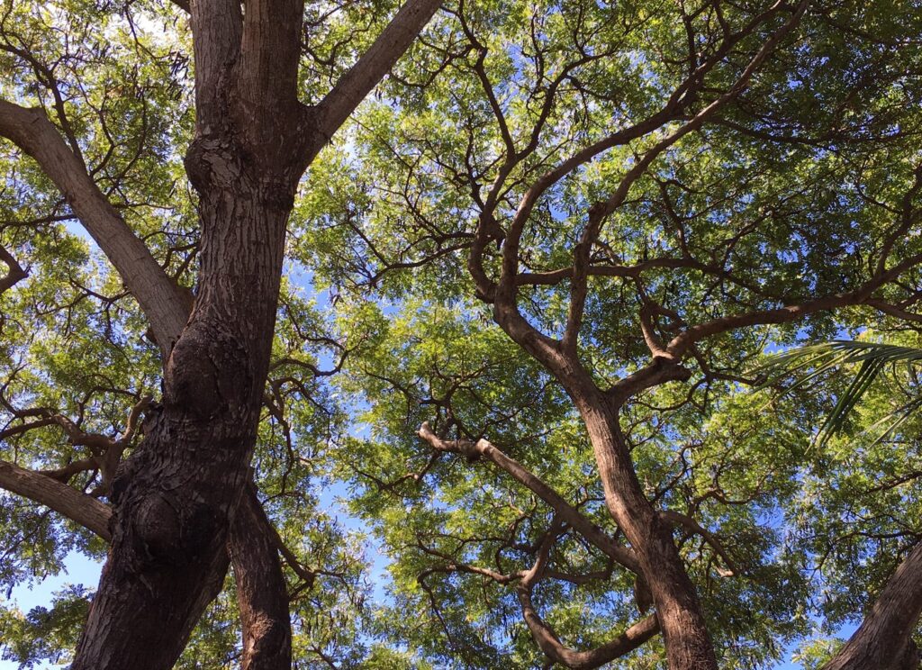 Looking up into the canopy of a huge tree, a fat branch to the left and a maze of leaves and branches against the sky.