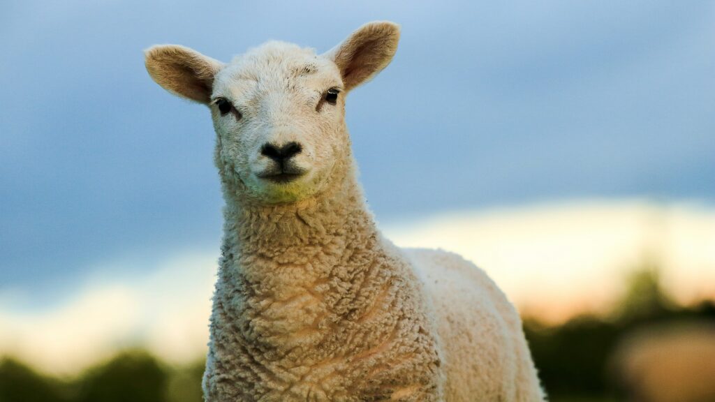 A lamb stares directly at you into the camera.