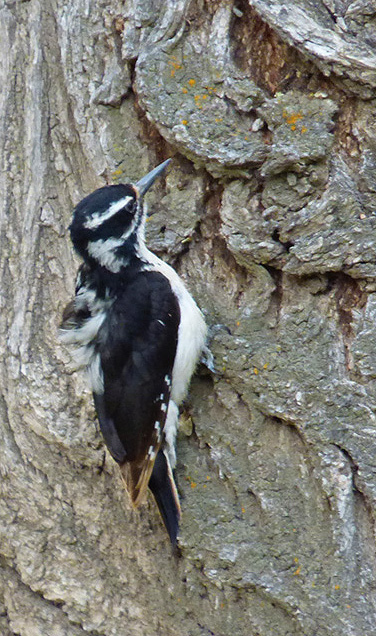 Black-and-white downy woodpecker on cottonwood trunk