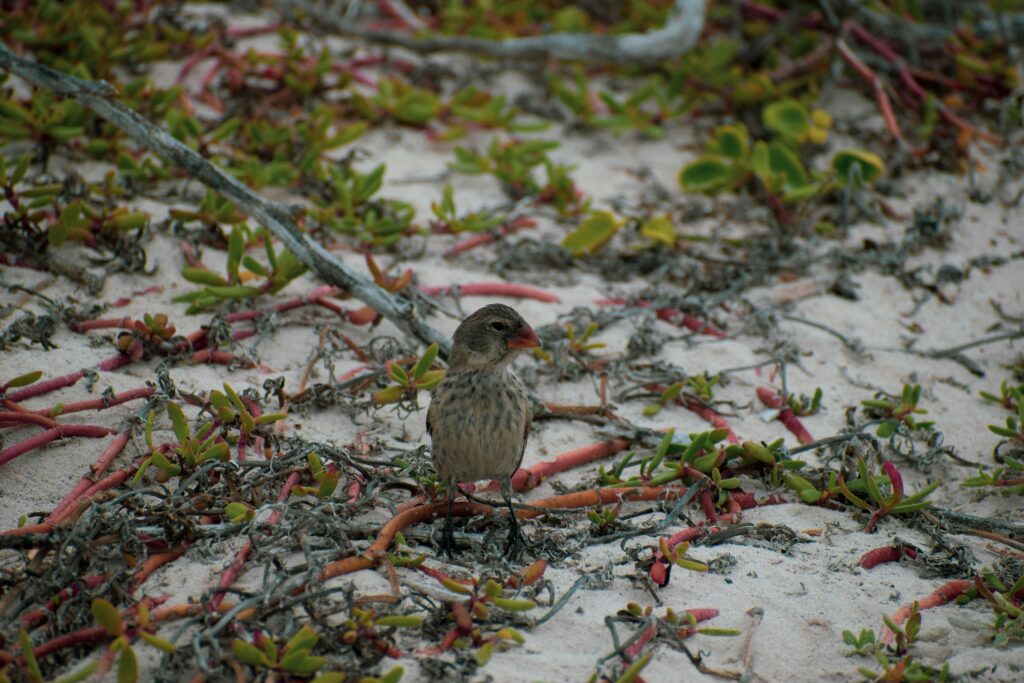 A gray mottled finch with a hefty beak standing on sandy ground