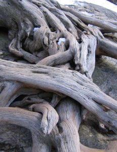 Gray tree roots entwined aboveground at the base of a tree