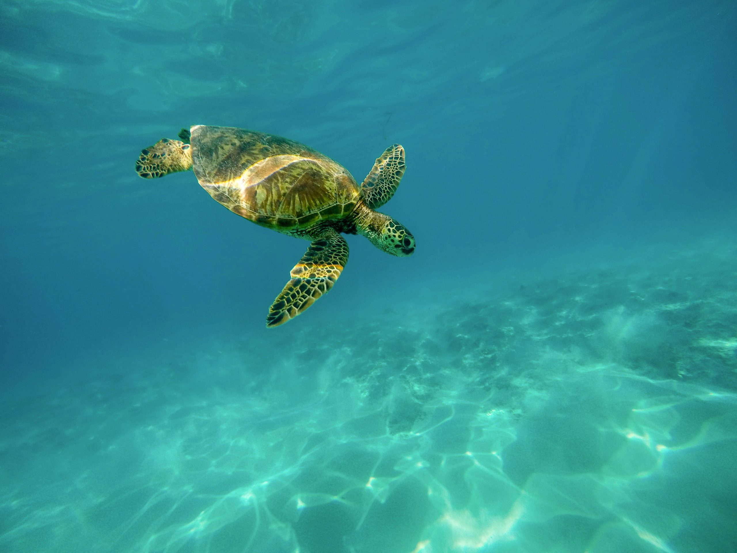 Sea turtle swimming down through clear blue water, front flippers stretched out. Rays of sunlight dance throughout