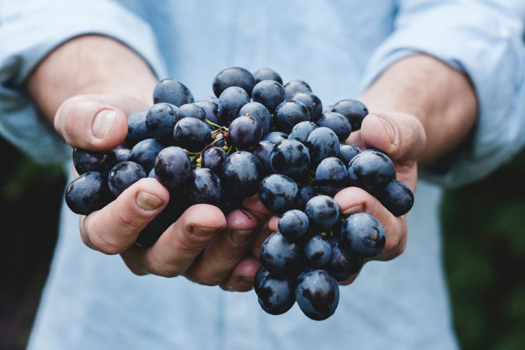 A pair of hands cradles a bunch of dark purple grapes, offering them to you.