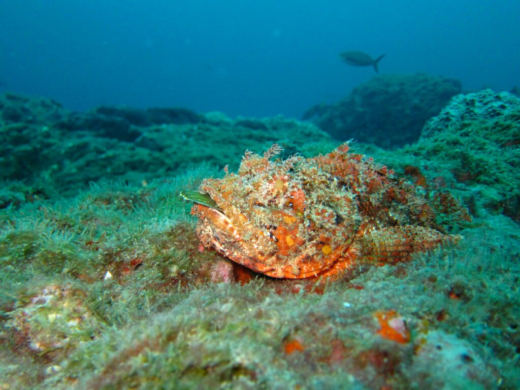 A fish resting on the ocean floor, covered in garish maroon and white stripes, with eight striped barbs like flagpoles sticking up out of the back. Fins and tail are confusing masses of striped tissue. A real buffoon of a fish.