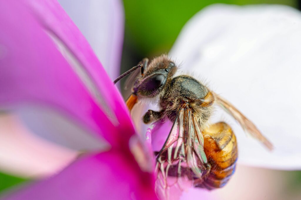 Extreme close-up of a honeybee in the center of a hot pink flower