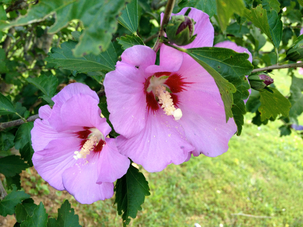 pair of rose of Sharon flowers