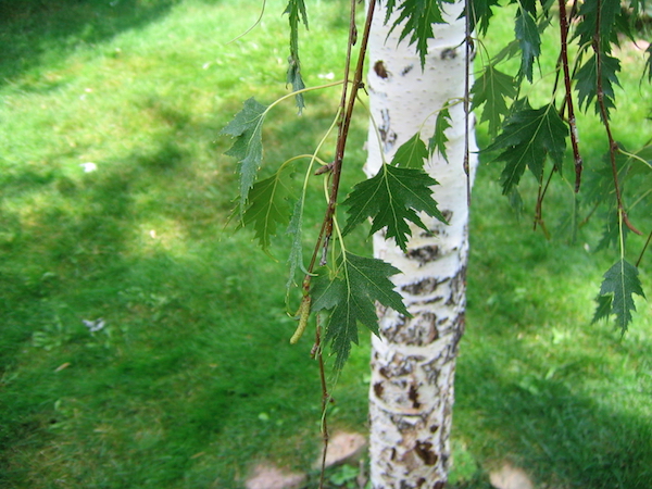 A few small pointed green leaves hang on thready stems next to a slim white trunk.