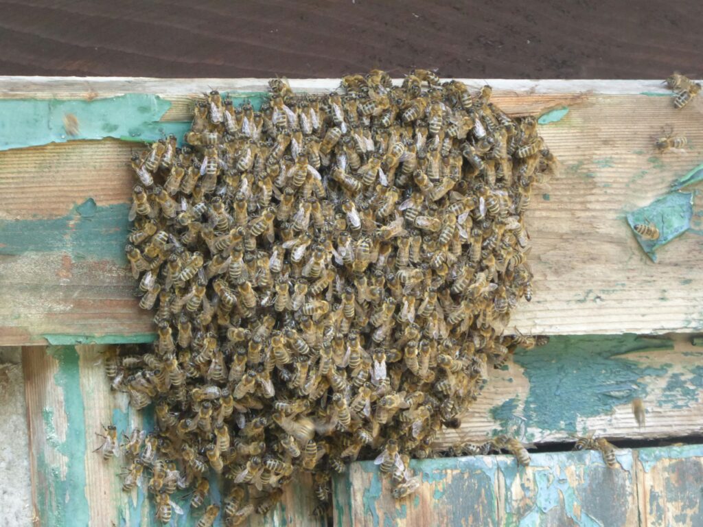 A swarm of honeybees clings in a cluster to an old fence with peeling blue paint