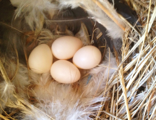 Four small, glowing white eggs in a nest at the bottom of a nest box. The nest is made of dried grass lined with white downy feathers.