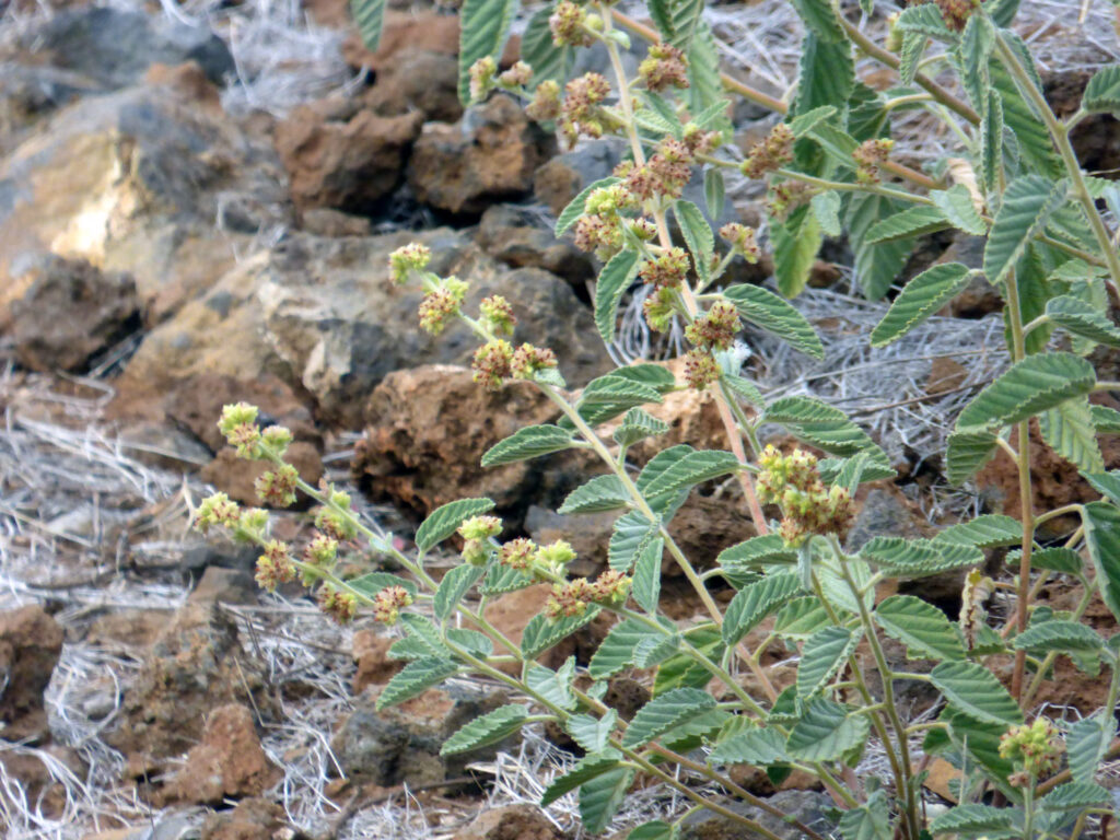 A twiggy plant with rippled gray-green leaves, each upright stem topped by little flower balls of tiny yellow blossoms.