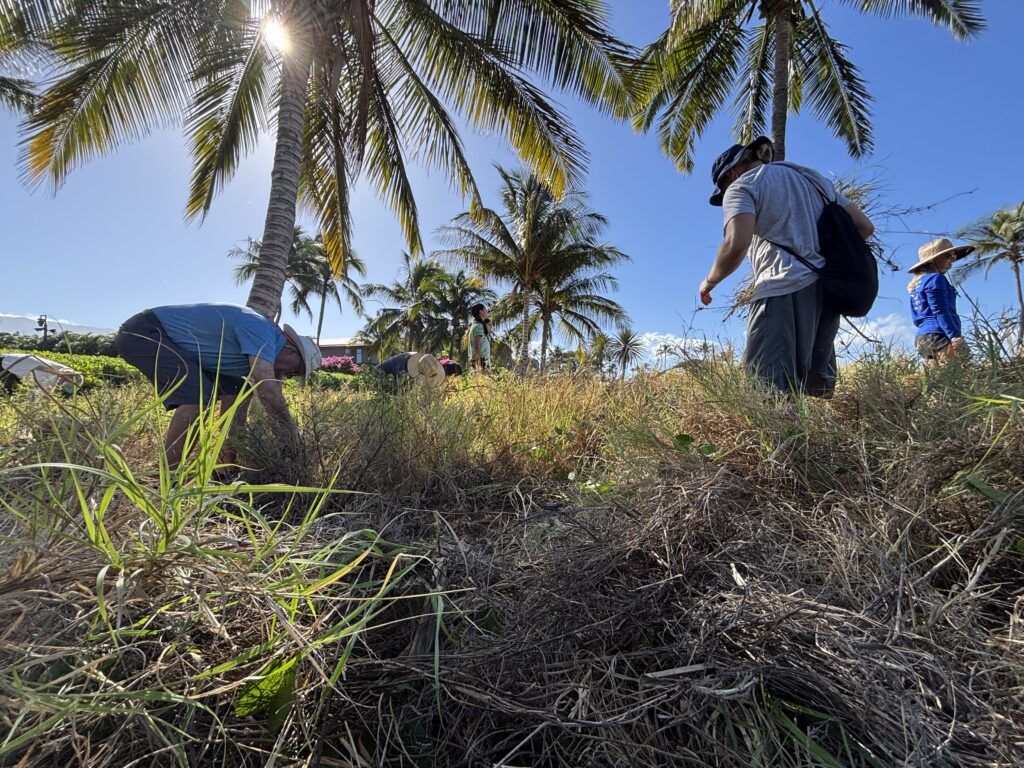 Looking up from thick brown grass at ground level toward a few volunteers bending and pulling. Sunlight filters through the branches of a palm tree. The sky is deep blue.